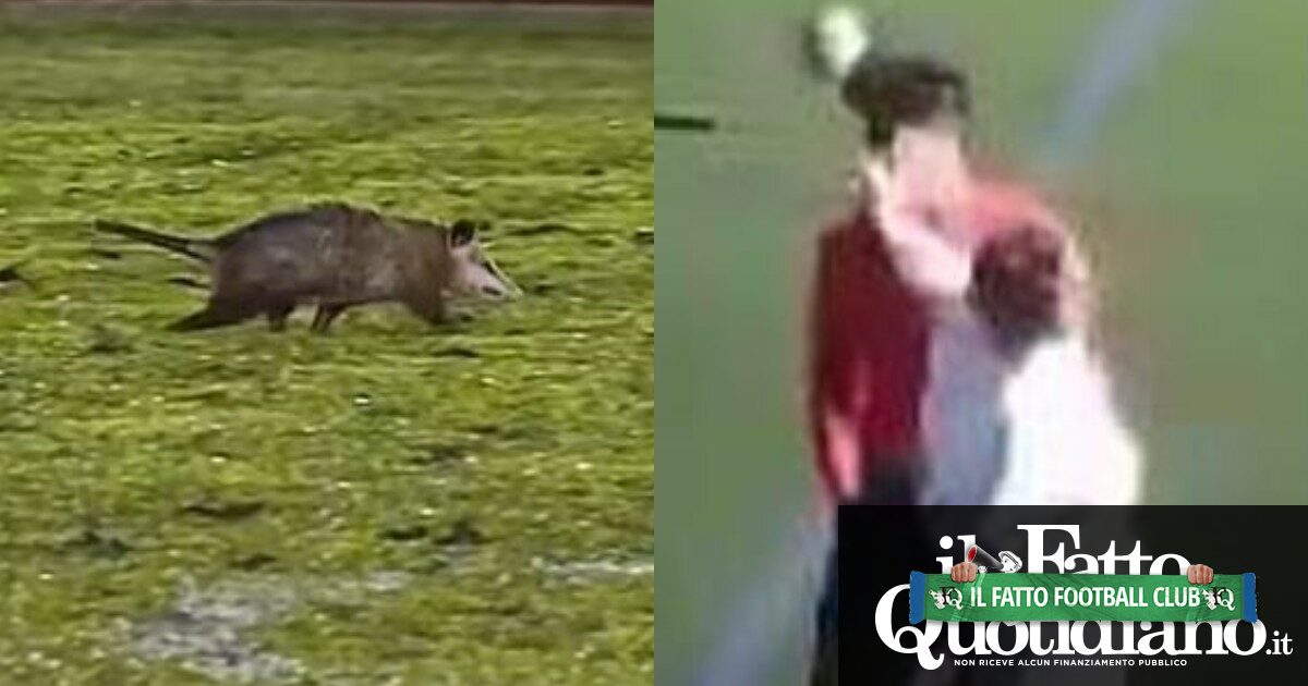 Varietà di invasioni di campo: dall’opossum costaricense alla mamma spagnola che schiaffeggia l’arbitro – Domeniche Bestiali