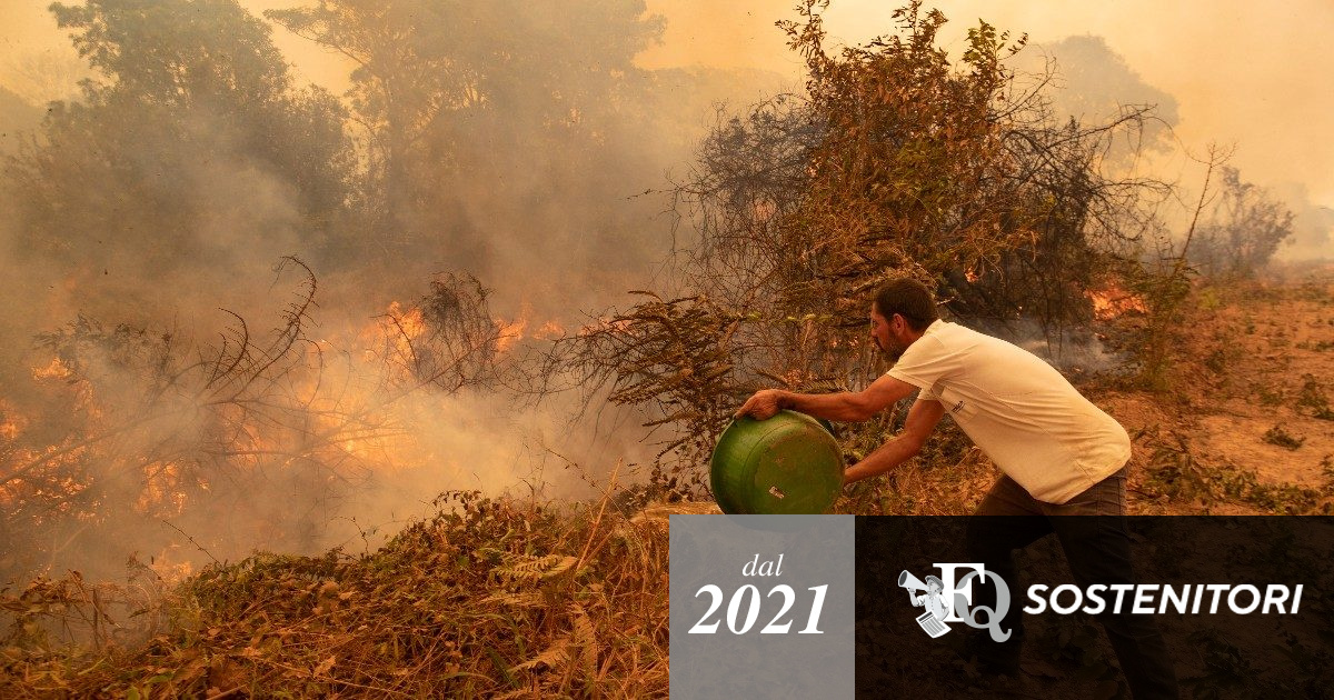 “Venduta anche in Italia la carne brasiliana proveniente dalle terre incendiate da aziende fornitrici dei big del settore”